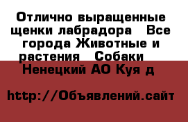 Отлично выращенные щенки лабрадора - Все города Животные и растения » Собаки   . Ненецкий АО,Куя д.